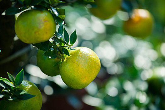 中国人过年过节最喜欢的水果之一橘子是讨吉利的水果