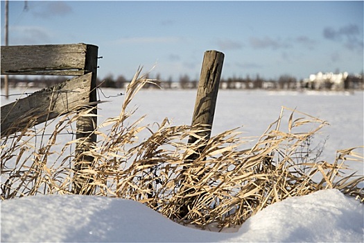 杆,草,冬天,时间