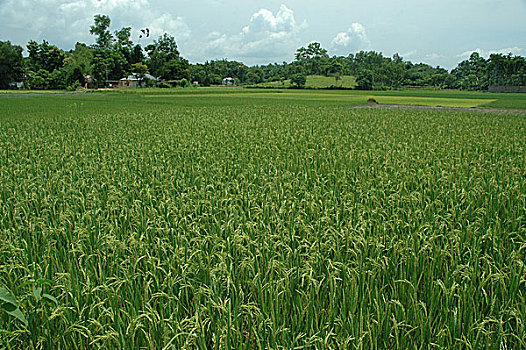 稻田,地点,孟加拉,八月,2007年