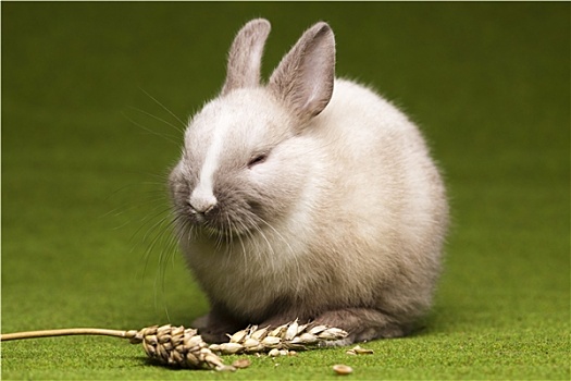 小,兔子,复活节