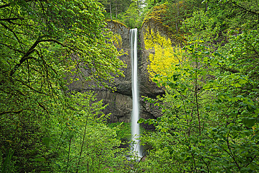 拉图来尔瀑布,哥伦比亚河峡谷,俄勒冈,美国