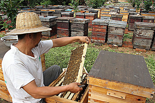 养蜂,蜂农,蜜蜂,采蜜,经济,蜂王,农民