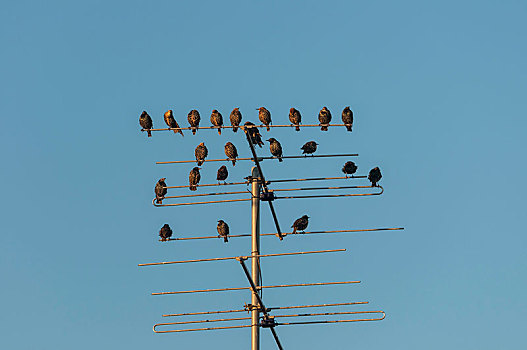 八哥,紫翅椋鸟,栖息,日德兰半岛,丹麦,欧洲