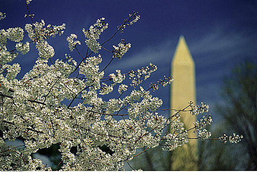 樱花,华盛顿纪念碑,华盛顿,华盛顿特区,美国