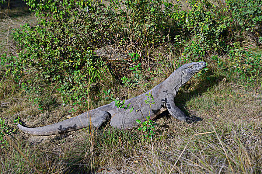 科摩多巨蜥,草地,林卡岛,科莫多国家公园,印度尼西亚,亚洲