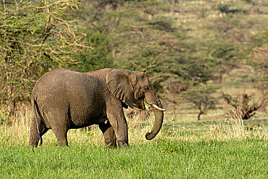 大象,非洲象,塞伦盖蒂国家公园,坦桑尼亚