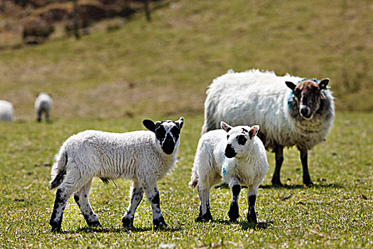 羊羔,科克郡,爱尔兰,英国,欧洲