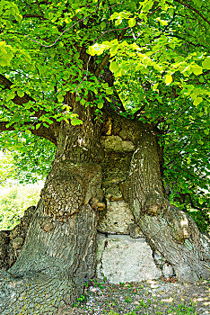 岁月,老,菩提树,椴树属,向上,空白,图林根州,德国,欧洲