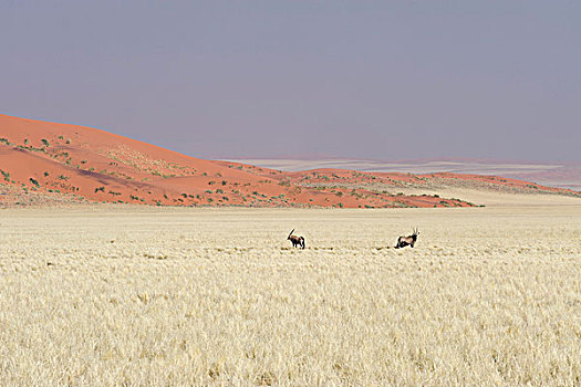 南非大羚羊,羚羊,红色,沙丘,纳米比诺克陆夫国家公园,纳米比沙漠,非洲