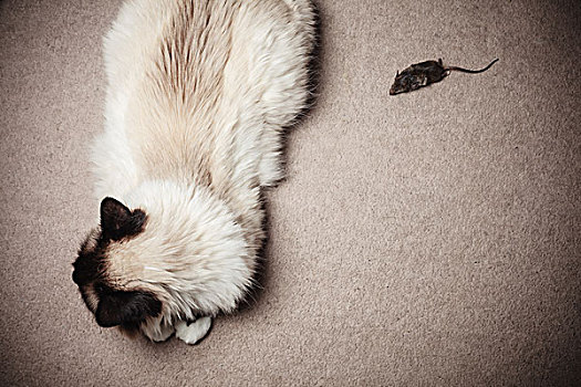 猫,老鼠,室内,地毯,在家