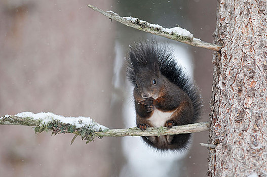 松鼠,冬季外套,积雪,枝条,靠近,因斯布鲁克,提洛尔,奥地利,欧洲