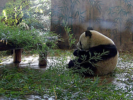 猫熊吃竹子