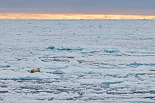 北极熊,雄性,躺着,浮冰,斯匹次卑尔根岛,岛屿,斯瓦尔巴特群岛,挪威,欧洲
