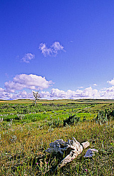 草原,草地,牛,头骨,草原国家公园,萨斯喀彻温,加拿大