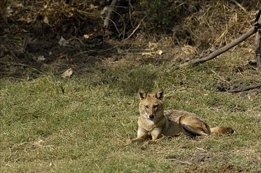 金色,豺,犬属,国家公园,拉贾斯坦邦,印度
