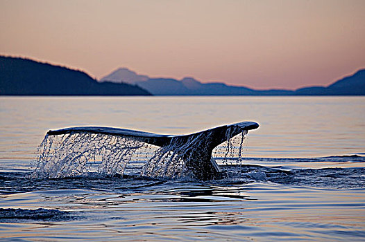 驼背鲸,约翰斯顿海峡,日落,不列颠哥伦比亚省,加拿大