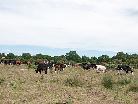 几个,母牛,地点,放牧,放松,安宁