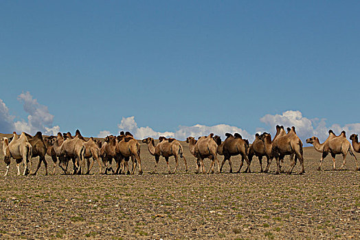 牧群,巴克特里亚,骆驼,双峰驼,走,荒漠景观,蒙古