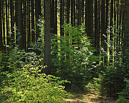 树林,北莱茵-威斯特伐利亚,德国