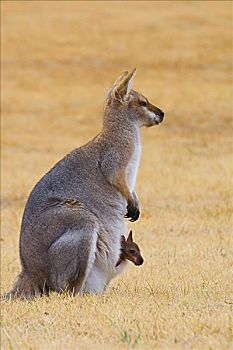 红颈袋鼠,幼兽,昆士兰,澳大利亚