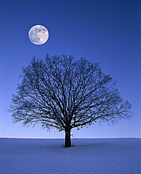 橡树,栎属,栎树,月亮,冬天,晚间,自然,草地,地点,树,落叶树,秃头,孤树,一个,枝条,树梢,季节,无人,孤单,黎明,满月,月光,夜晚