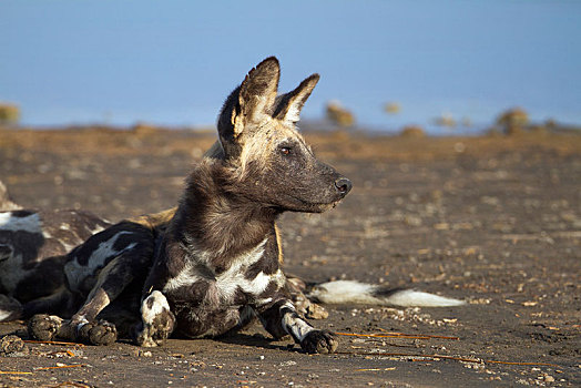 非洲野狗,非洲野犬属,岸边,湖,区域,塞伦盖蒂,坦桑尼亚,非洲