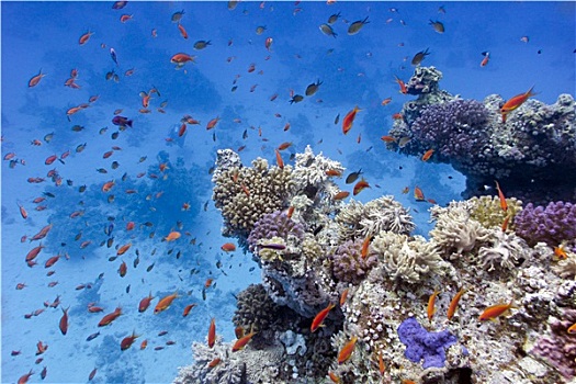 珊瑚礁,软,珊瑚,仰视,红海,埃及