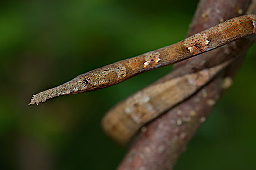 蛇,雌性,马达加斯加,非洲