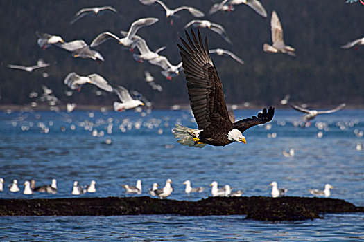 白头鹰,飞,青鱼,爪,许多,海鸥,背景,卵,季节,威廉王子湾,阿拉斯加,春天