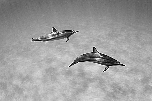 夏威夷,湾,长吻原海豚,水下,黑白照片