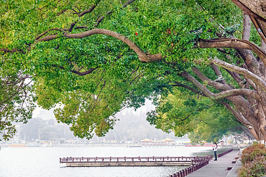 南京玄武湖湖畔树林美景