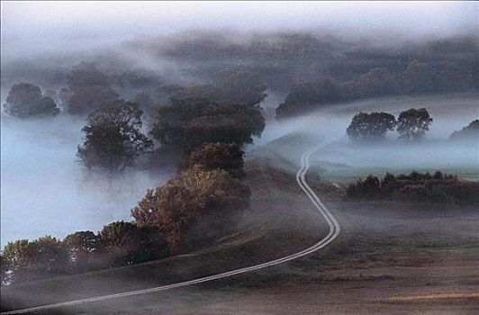 雾,树林,树,地点,道路,早晨,气氛,普法尔茨,德国,欧洲
