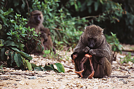 坦桑尼亚,冈贝河国家公园,东非狒狒,幼仔,大幅,尺寸