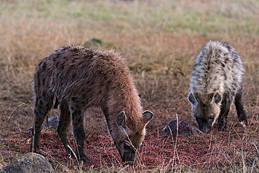 斑点土狼,斑鬣狗,马赛马拉,肯尼亚,非洲