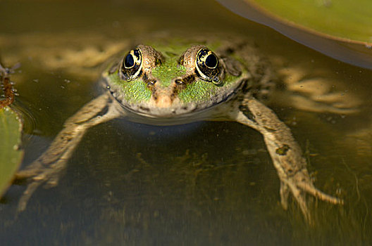 湿地,青蛙,成年,水中,英国野生动物中心,英国,欧洲