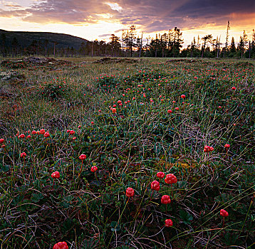 地点,野生黄莓,瑞典