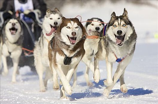 正面,西伯利亚,爱斯基摩犬,雪橇狗,比赛,冬天