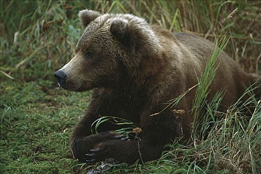 大灰熊,棕熊,放松,草,阿拉斯加