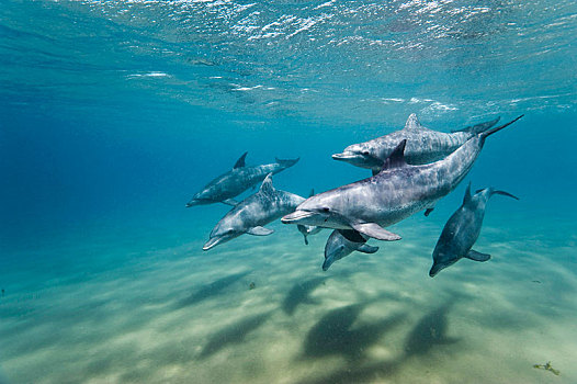 宽吻海豚,海豚,鱼群,群,索科罗镇,岛屿,墨西哥,中美洲
