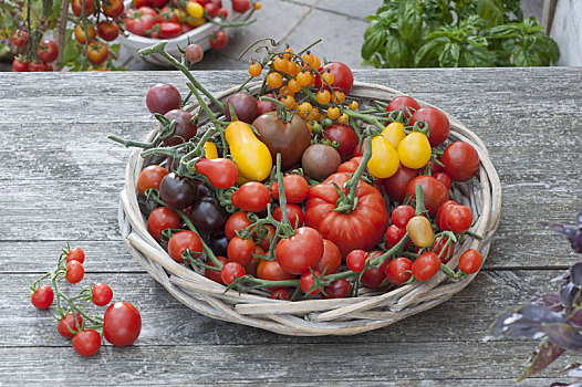 多样,西红柿,品种,圆,篮子