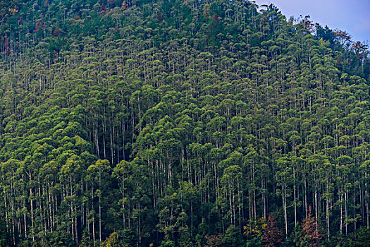 树林,心型,竹林,黄色,森林公园,景区,大山