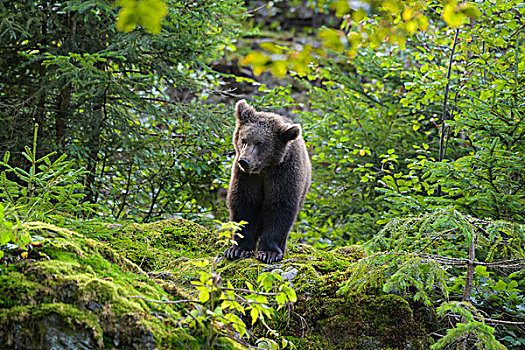 欧洲,棕熊,幼兽,树林,巴伐利亚,德国