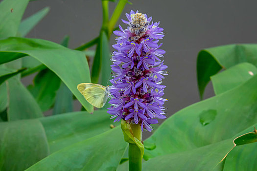 蝴蝶,蝶恋花