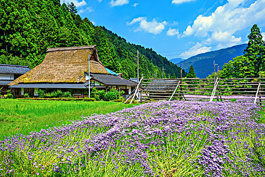 紫苑属,茅草屋顶,房子,库塔,区域