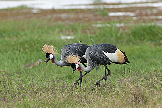 灰色,冠鹤,灰冠鹤,一对,觅食,安伯塞利国家公园,肯尼亚