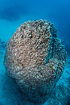 大,硬珊瑚,大堡礁,昆士兰,太平洋,澳大利亚,大洋洲
