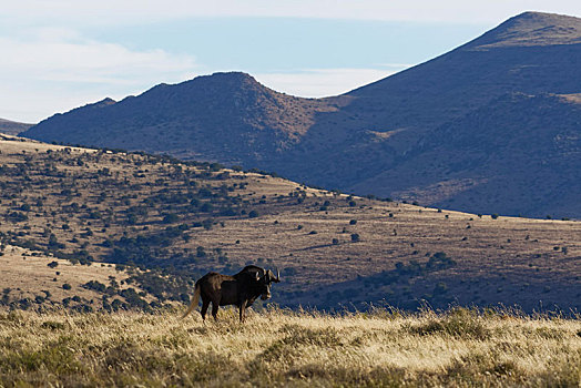 黑色,角马,成年,雄性,草地,斑马山国家公园,东开普省,南非,非洲
