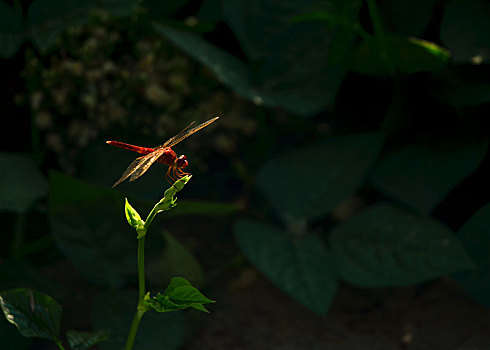 林间的红色精灵,红蜻蜓