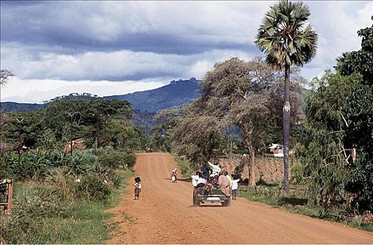 乡间小路,棕榈树,树,汽车,马拉维,非洲
