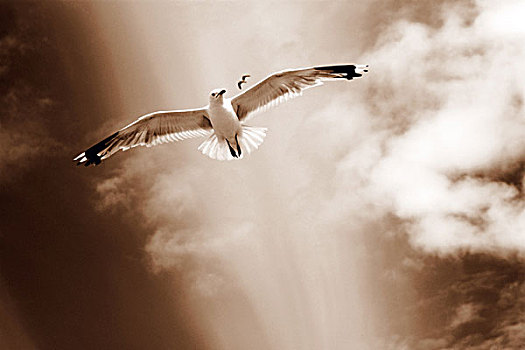 白色,海鸥,飞跃,沙丘,空中,深褐色